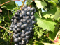 Preview: Vitis Muscat Bleu Weintraube