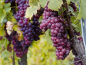 Preview: Vitis Venus Weintraube