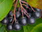 Preview: Aronia melanocarpa "Viking" - (Apfelbeere "Viking"),