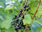 Preview: Ribes nigrum Andega Schwarze Johannisbeere