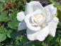 Preview: Rosa "Annapurna"® - (Edelrose "Annapurna"®),