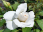 Preview: Rosa "Annapurna"® - (Edelrose "Annapurna"®),