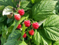 Preview: Rubus idaeus Aroma Queen Himbeere Aroma Queen