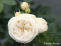 Preview: Rosa "Artemis"® - (Strauchrose "Artemis"®),