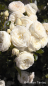 Preview: Rosa "Artemis"® - (Strauchrose "Artemis"®),