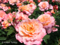 Preview: Rosa "Augusta Luise"® - (Edelrose "Augusta Luise"®),