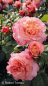 Preview: Rosa "Augusta Luise"® - (Edelrose "Augusta Luise"®),