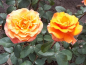 Preview: Rosa "Bessy"® - (Bodend. Rose "Bessy"®),