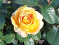 Preview: Rosa "Candlelight"® - (Edelrose "Candlelight"®),