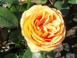 Preview: Rosa "Candlelight"® - (Edelrose "Candlelight"®),