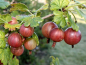Preview: Ribes uva - crispa Captivator Stachelbeere Captivator
