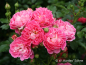 Preview: Rosa "Charmant"® - (Zwergrose "Charmant"®),