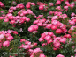 Preview: Rosa "Charmant"® - (Zwergrose "Charmant"®),