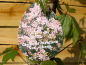 Preview: rosa blühende Clematis montana Rubens