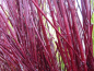 Preview: Rote Zweige Triebe Rinde Cornus alba Elegantissima Weißbunter Hartriegel