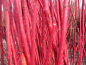 Preview: rote zweige Cornus alba Sibirica - Purpur-Hartriegel