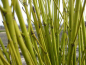 Preview: Cornus sericea "Flaviramea" - (Gelbholz-Hartriegel),