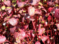 Preview: Herbstfärbung rote blätter rote zweige Cornus alba Sibirica - Purpur-Hartriegel