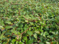 Preview: Cotoneaster dammeri radicans - (Teppichzwergmispel),