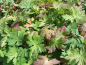 Preview: Geranium macrorrhizum - (Balkan-Storchschnabel),