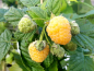 Preview: Rubus idaeus Golden Everest herbst Himbeere