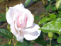 Preview: Rosa "Graciosa"® - (Kletterrose "Graciosa"®),