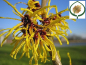 Preview: Hamamelis interm. "Barmstedt's Gold" - (Zaubernuss "Barmstedt's Gold"),