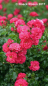 Preview: Rosa "Heidetraum"® - (Bodend. Rose "Heidetraum"®),