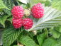 Preview: Rubus idaeus "Himbo Top" ® - (Himbeere "Himbo Top" ®),