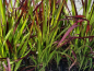 Preview: Imperata cylindrica var.koenig. Red Baron