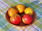 Preview: Malus "Jonagored" ® - (Apfel "Jonagored" ®),