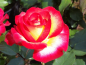 Preview: Rosa "Leo Ferre"® - (Edelrose "Leo Ferre"®),