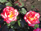 Preview: Rosa "Leo Ferre"® - (Edelrose "Leo Ferre"®),