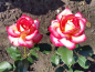 Preview: Rosa "Leo Ferre"® - (Edelrose "Leo Ferre"®),