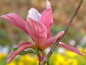 Preview: Magnolia "Daybreak" - (Magnolie "Daybreak"),