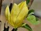 Preview: Magnolia hybrida "Daphne" - (Magnolie "Daphne"),