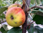 Preview: Malus Elstar Apfel