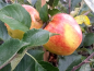 Preview: Apfel Malus James Grieve