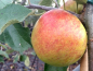 Preview: Malus "Jonagold ®" - (Apfel "Jonagold ®"),