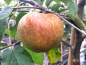 Preview: Malus "Jonagored" ® - (Apfel "Jonagored" ®),