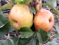 Preview: Malus Topaz ® - Apfel Topaz ®