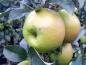 Preview: Malus Greencats ® - Säulenapfel Greencats ®