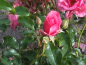 Preview: Rosa "Medley Pink"® - (Zwergrose "Medley Pink"®),