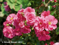 Preview: Rosa "Medley Pink"® - (Zwergrose "Medley Pink"®),