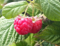 Preview: Rubus idaeus "Meeker" - (Himbeere "Meeker"),