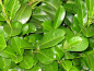 Preview: Kirschlorbeer Etna - Prunus laurocerasus Etna