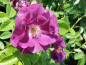 Preview: Rosa "Rhapsody in Blue"® - (Beetrose "Rhapsody in Blue"®),