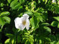 Preview: rosa rugosa alba weiße apfelrose