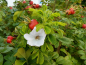 Preview: blüte rosa rugosa alba weiße apfelrose
