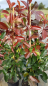 Preview: Photinia fraseri "Red Robin" - (Rote Glanzmispel),